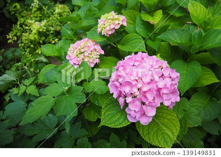 Hydrangea hortensia is a genus of flowering plants native to Asia and the Americas. Hydrangeas are popular ornamental plants, grown for their large flowerheads. Large pink flowers in the garden Hydrangea hortensia is a genus of flowering plants native to Asia and the Americas. Hydrangeas are popular ornamental plants, grown for their large flowerheads. Large pink flowers in the garden 139149831
