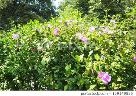 Hibiscus syriacus, Rose of Sharon or Syrian hibiscus is a flowering shrub native to East Asia, cultivated for its pink almost purple, trumpet-shaped flowers, and plant is popular garden ornamental. Hibiscus syriacus, Rose of Sharon or Syrian hibiscus is a flowering shrub native to East Asia, cultivated for its pink almost purple, trumpet-shaped flowers, and plant is popular garden ornamental. 139149836
