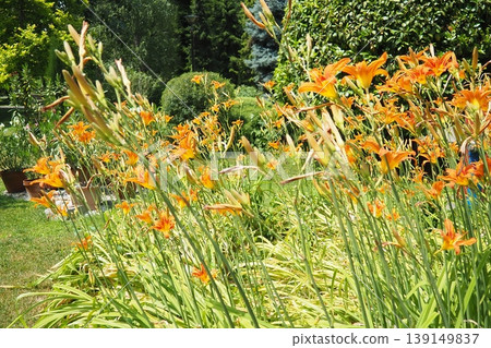 Hemerocallis lilejnik is genus plants Lilaynikov family Asphodelaceae. Beautiful elegant orange lily flowers with six petals. Long thin green leaves. Flowers swaying in wind. Botanical Garden Belgrade Hemerocallis lilejnik is genus plants Lilaynikov family Asphodelaceae. Beautiful elegant orange lily flowers with six petals. Long thin green leaves. Flowers swaying in wind. Botanical Garden Belgrade 139149837