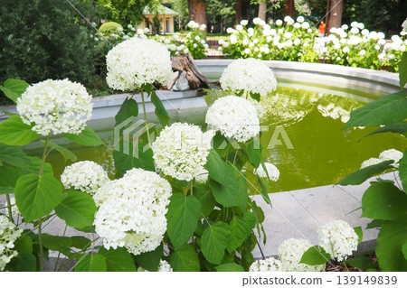 Hydrangea hortensia is a genus of flowering plants native to Asia and the Americas. Hydrangeas are popular ornamental plants, grown for their large flowerheads. Large white flowers in the garden Hydrangea hortensia is a genus of flowering plants native to Asia and the Americas. Hydrangeas are popular ornamental plants, grown for their large flowerheads. Large white flowers in the garden 139149839