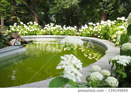 Hydrangea hortensia is a genus of flowering plants native to Asia and the Americas. Hydrangeas are popular ornamental plants, grown for their large flowerheads. Large white flowers in the garden 139149840