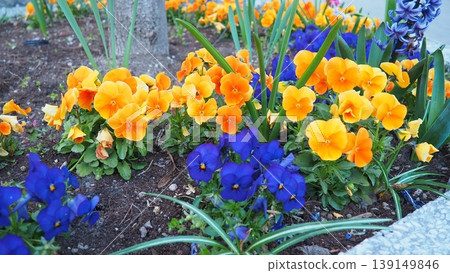 Garden pansy Viola wittrockiana, polychromatic large-flowered hybrid plant. Pansies viola tricolor, a wildflower of Europe and western Asia known as heartsease. Horticultural variety of wild pansy 139149846