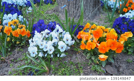 Garden pansy Viola wittrockiana, polychromatic large-flowered hybrid plant. Pansies viola tricolor, a wildflower of Europe and western Asia known as heartsease. Horticultural variety of wild pansy 139149847