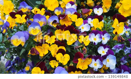 Garden pansy Viola wittrockiana, polychromatic large-flowered hybrid plant. Pansies viola tricolor, a wildflower of Europe and western Asia known as heartsease. Horticultural variety of wild pansy Garden pansy Viola wittrockiana, polychromatic large-flowered hybrid plant. Pansies viola tricolor, a wildflower of Europe and western Asia known as heartsease. Horticultural variety of wild pansy 139149848