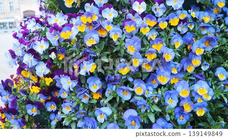 Garden pansy Viola wittrockiana, polychromatic large-flowered hybrid plant. Pansies viola tricolor, a wildflower of Europe and western Asia known as heartsease. Horticultural variety of wild pansy Garden pansy Viola wittrockiana, polychromatic large-flowered hybrid plant. Pansies viola tricolor, a wildflower of Europe and western Asia known as heartsease. Horticultural variety of wild pansy 139149849