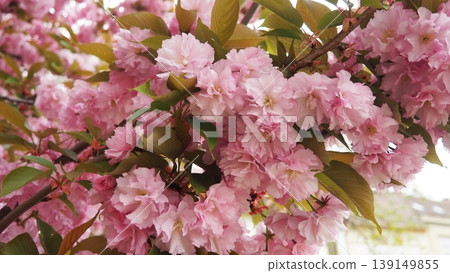 Prunus Kanzan, serrulata lannesiana Cerasus Sato-zakura Sekiyama Koidz, Kwanzan or Sekiyama is flowering cherry cultivar. Deciduous tree, pink flowers. April in Serbia. Double flower with many petals. Prunus Kanzan, serrulata lannesiana Cerasus Sato-zakura Sekiyama Koidz, Kwanzan or Sekiyama is flowering cherry cultivar. Deciduous tree, pink flowers. April in Serbia. Double flower with many petals. 139149855
