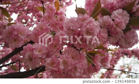 Prunus Kanzan, serrulata lannesiana Cerasus Sato-zakura Sekiyama Koidz, Kwanzan or Sekiyama is flowering cherry cultivar. Deciduous tree, pink flowers. April in Serbia. Double flower with many petals. Prunus Kanzan, serrulata lannesiana Cerasus Sato-zakura Sekiyama Koidz, Kwanzan or Sekiyama is flowering cherry cultivar. Deciduous tree, pink flowers. April in Serbia. Double flower with many petals. 139149856
