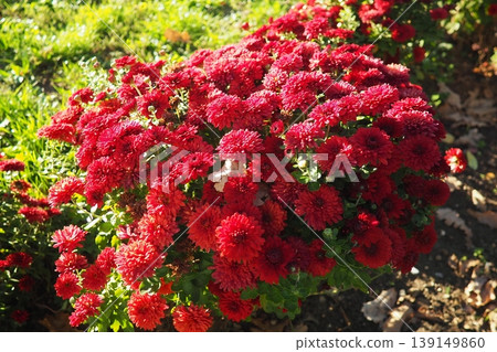 Chrysanthemums, mums or chrysanths, perennial herbaceous flowering plants in Asteraceae that bloom in the autumn. Horticultural varieties and cultivars. Compound inflorescence is array of flower heads Chrysanthemums, mums or chrysanths, perennial herbaceous flowering plants in Asteraceae that bloom in the autumn. Horticultural varieties and cultivars. Compound inflorescence is array of flower heads 139149860