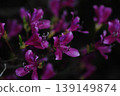 Beautifully bloomed mountain azaleas 139149874