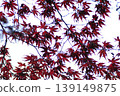 Autumn leaves stained red 139149875