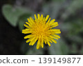 Dandelion flowers 139149877