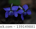 Violet flowers lined up side by side 139149881