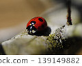 Ladybug searching for favorite aphids 139149882