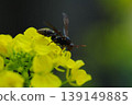 A bee resting on a rape flower 139149885