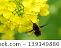 Insects sucking honey from rape blossoms 139149886