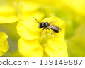 Bee harvesing to rape blossoms 139149887