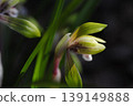 Spring's arrival, Cymbidium goeringii 139149888
