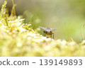 Wild plants and insects 139149893