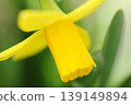 Yellow daffodil flowers 139149894