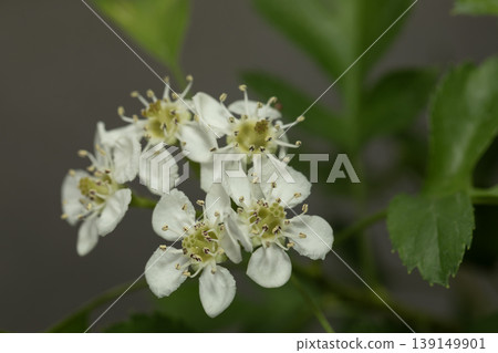 Hawthorn (Beijing) Flower Hawthorn (Beijing) Flower 139149901