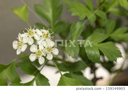 Hawthorn (Beijing) Flower Hawthorn (Beijing) Flower 139149903