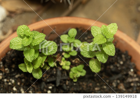 薄荷 薄荷 139149918