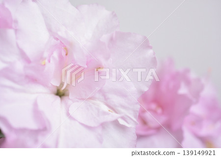 Azalea Azalea 139149921
