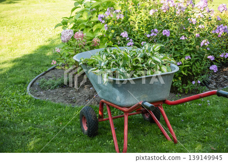 Garden wheelbarrow with fresh hosta plants in landscaped backyard Garden wheelbarrow with fresh hosta plants in landscaped backyard 139149945