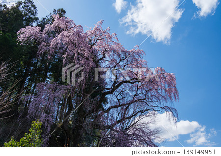 Shining weeping cherry blossoms Shining weeping cherry blossoms 139149951