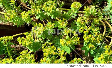 The video showcases natures resilience with plants thriving on rocks The video showcases natures resilience with plants thriving on rocks 139150020