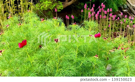 A vibrant garden of pink blooms amid lush foliage captures natures beauty A vibrant garden of pink blooms amid lush foliage captures natures beauty 139150023