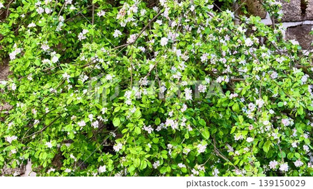Experience natures beauty with a flowering tree by a brick wall Experience natures beauty with a flowering tree by a brick wall 139150029