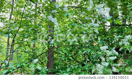 A tranquil forest journey, with sunlight, vibrant leaves, and blooms A tranquil forest journey, with sunlight, vibrant leaves, and blooms 139150031