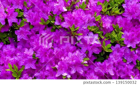 A serene field with blooming purple flowers contrasts lush green leaves 139150032