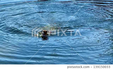 A playful dog swims in a serene lake, showcasing outdoor joy A playful dog swims in a serene lake, showcasing outdoor joy 139150033