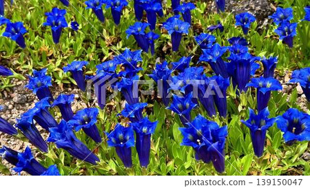 A video shows blue flowers thriving in diverse natural settings A video shows blue flowers thriving in diverse natural settings 139150047