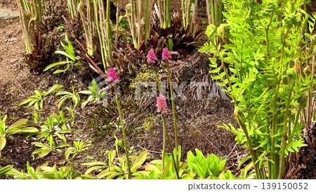 Explore a vibrant garden filled with diverse ferns and flowers 139150052