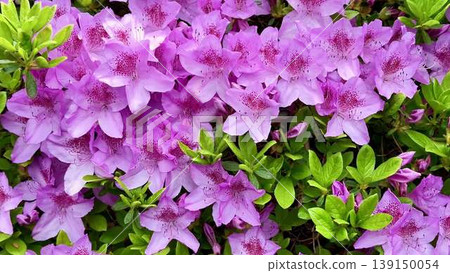 A vibrant bush with blooming purple flowers among green leaves A vibrant bush with blooming purple flowers among green leaves 139150054