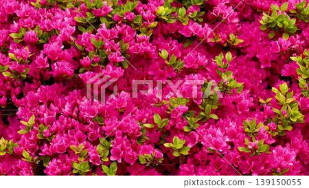 A vibrant garden scene with a lush bush of pink flowers 139150055