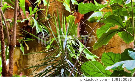 Explore a vibrant jungle with diverse flora and captivating plants 139150056