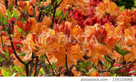 A garden bush with vibrant orange and red flowers shines beautifully 139150066
