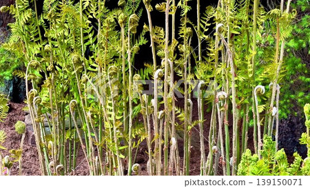 The video shows lush ferns and plants thriving in a serene garden The video shows lush ferns and plants thriving in a serene garden 139150071