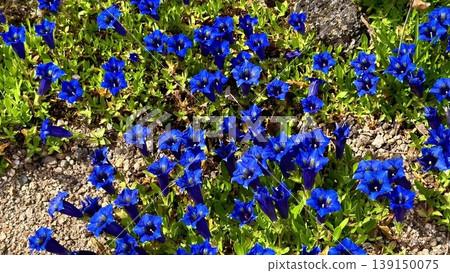 A serene video showcases vibrant blue flowers in lush greenery 139150075