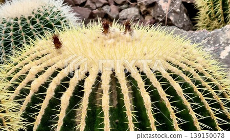A closeup of a cactus highlights its details, textures, and beauty A closeup of a cactus highlights its details, textures, and beauty 139150078