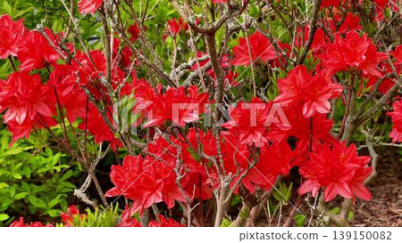 A vibrant garden scene with lush bushes and striking red flowers 139150082