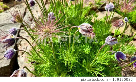 Closeup of a vibrant plant with purple flowers and green leaves 139150083
