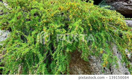 Natures beauty shines with vibrant yellow flowers on a rocky wall 139150084