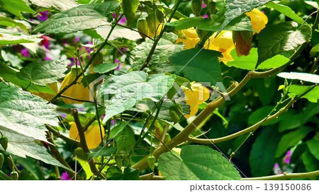 A visual journey through a vibrant garden showcasing lush plants A visual journey through a vibrant garden showcasing lush plants 139150086