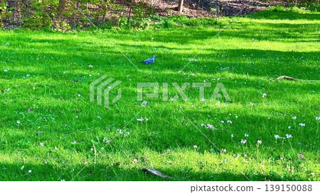 A serene field with a blue ball, birds, and lush greenery unfolds 139150088