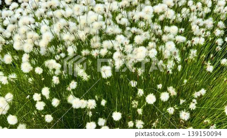 A serene field with swaying grasses and vibrant white flowers A serene field with swaying grasses and vibrant white flowers 139150094
